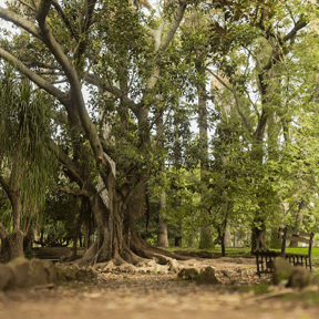 Natural History Museum Botanical Gardens